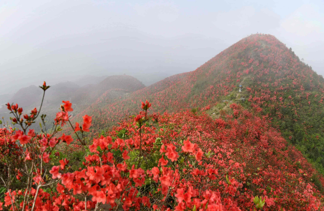 貴州人游貴州| 【23個貴州小眾景點】黃平大高山映山紅風景區