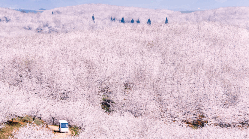 【網站專題】春游貴州 赴一場山地花海之行