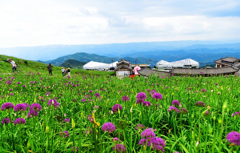 貴州屋脊：野生韭菜花開吸引游客踏秋避暑