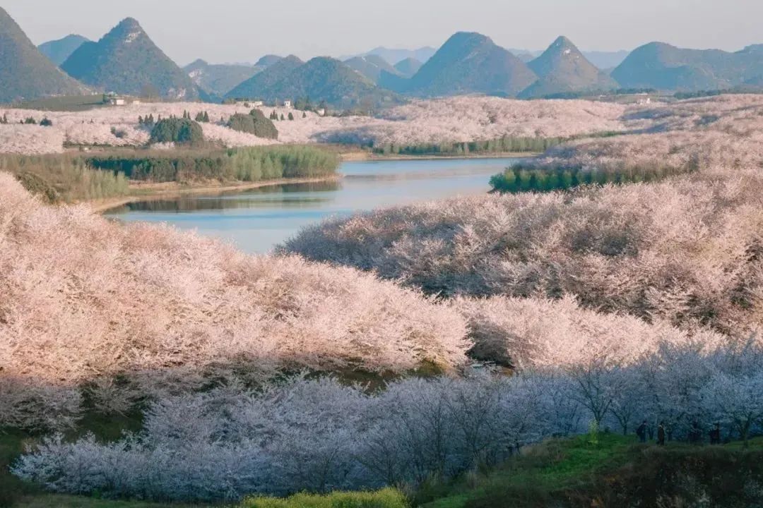 打卡安順：平壩萬畝櫻花園